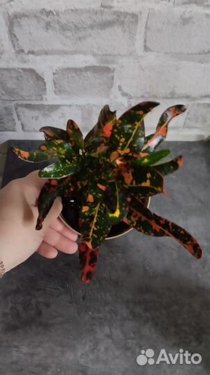 Кротоны (обновляю)