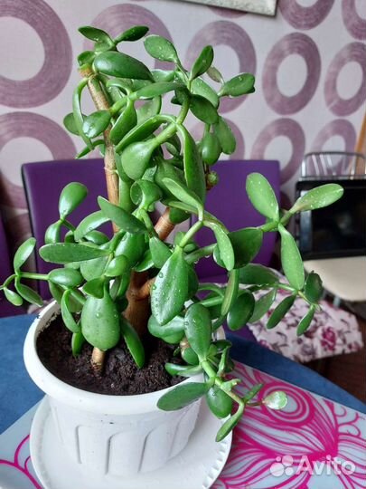 Толстянка денежное дерево