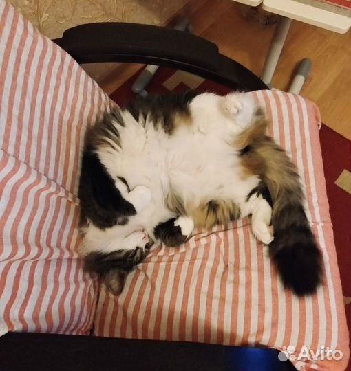 Индивидуальная домашняя передержка для кошек