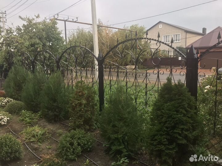 Саженцы туи