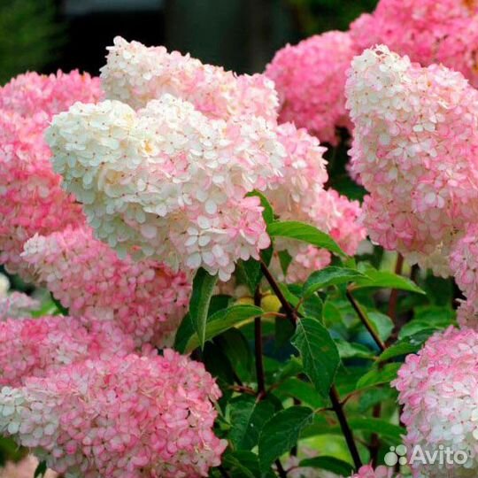 Гортензия ванила фрайз