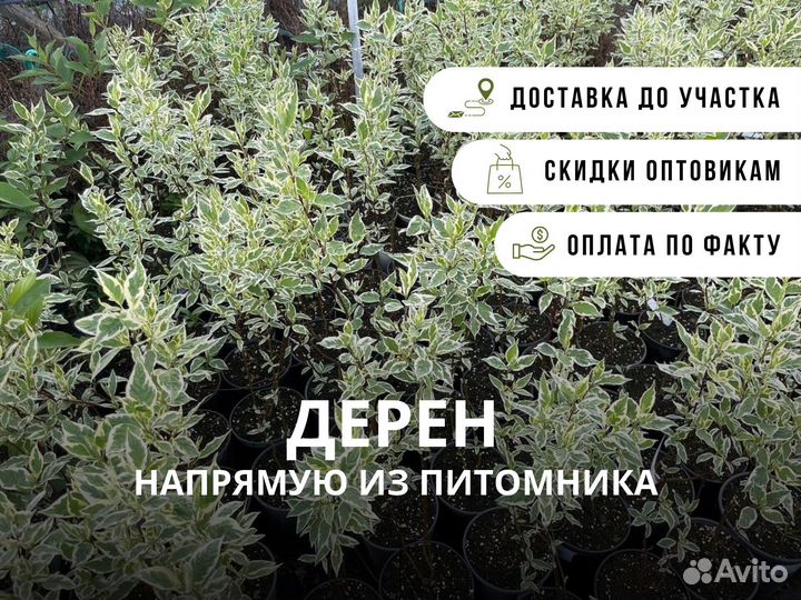 Дерен из питомника