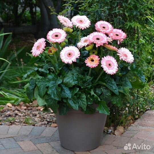 Гербера в горшке оптом и в розницу