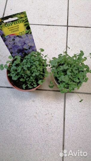 Комнатные цветы