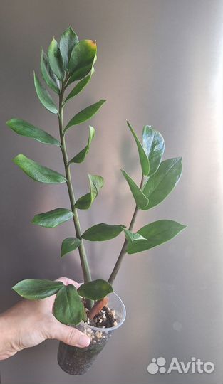 Замиокулькас