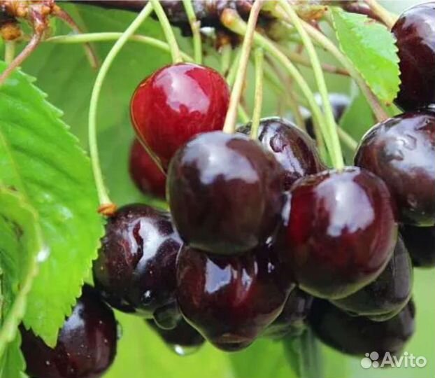 Саженцы вишни черешни абрикос