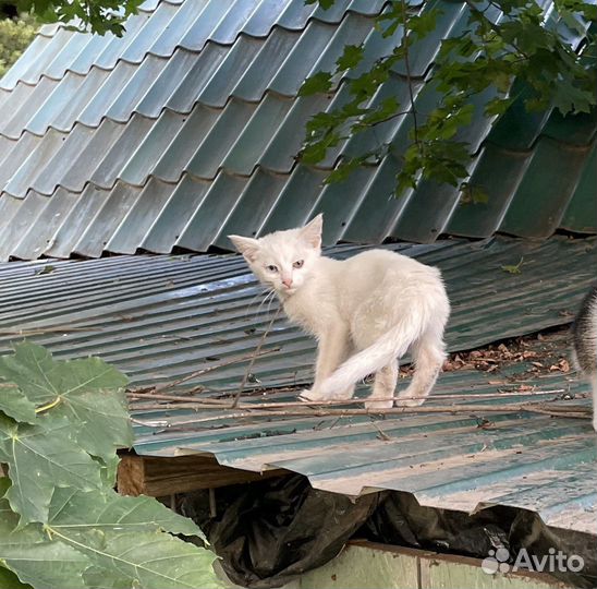 Белый котенок