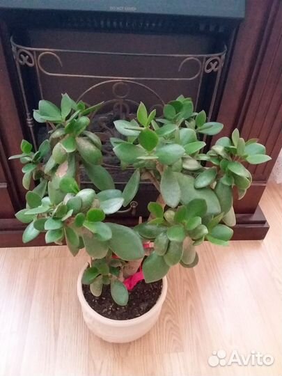 Денежное дерево, Толстянка, крассула