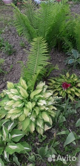 Папоротник