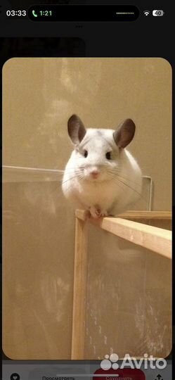 Шиншиллыы разных цветов. Прекрасный питомец домой