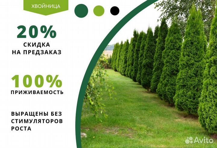 Туи Ростовка большая 7 м