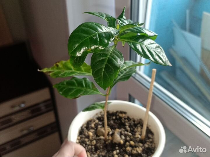 Кофе арабика