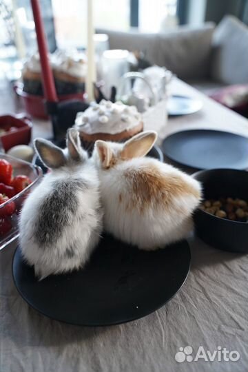 Декоративный карликовый кролик, вислоухий баран