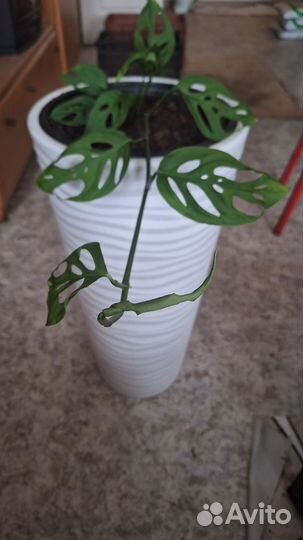 Монстера Манки (дырявая)