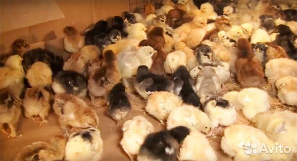 Яйцо инкубационное