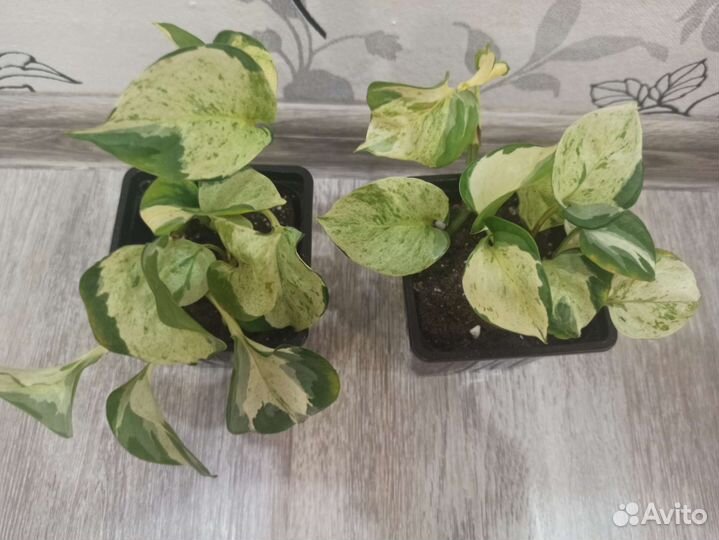 Эпипремнум хеппи лиф