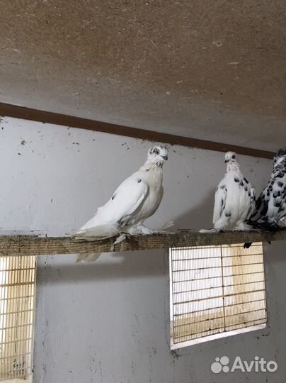 Голуби пёстрые