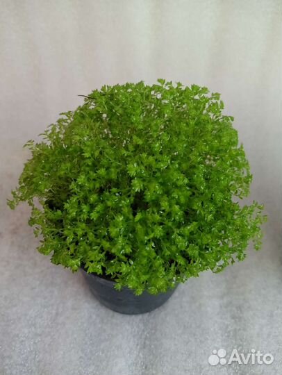 Селагинелла Джори