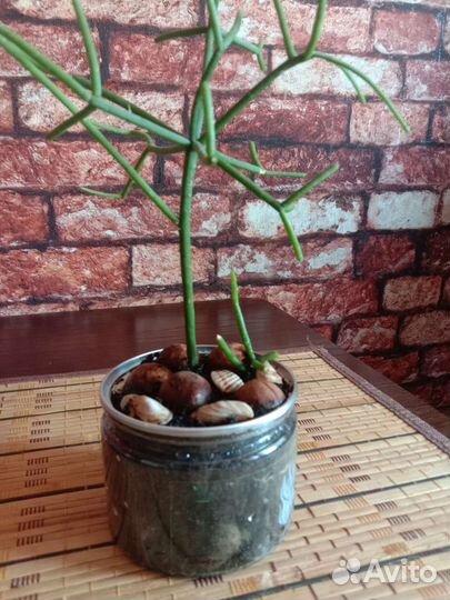 Садик суккулентов