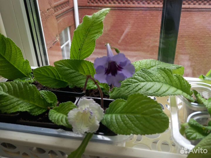 Стрептокарпусы