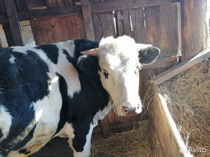 Продам быка