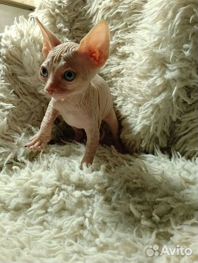 Канадский сфинкс котенок