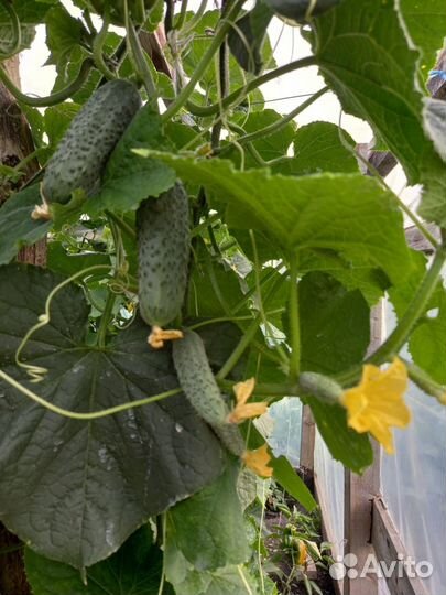 Огурцы домашние