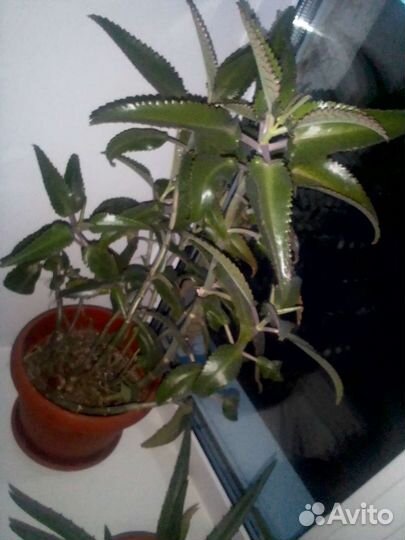 Каланхоэ лечебное