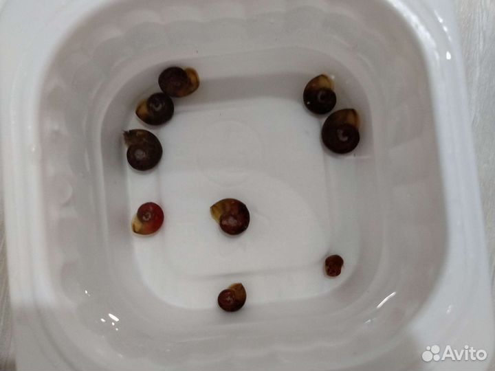 Улитки катушки