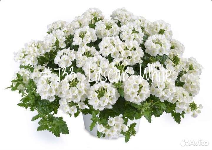 Вербена Вегетативная Ампельная