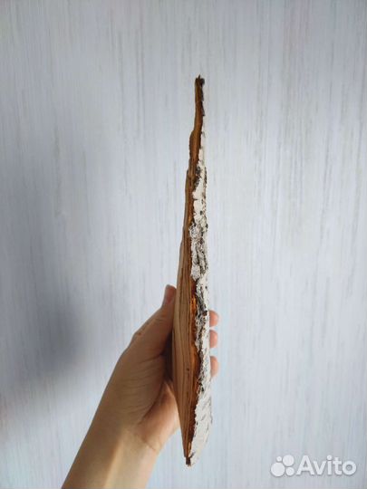 Деревянный спил, шишки, ракушки для поделок