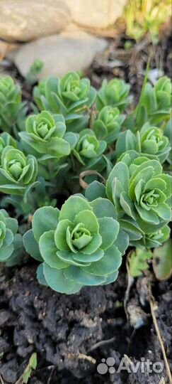 Седум или очиток