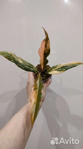 Филодендрон Карамель Марбл вар, Биллитау вар и др