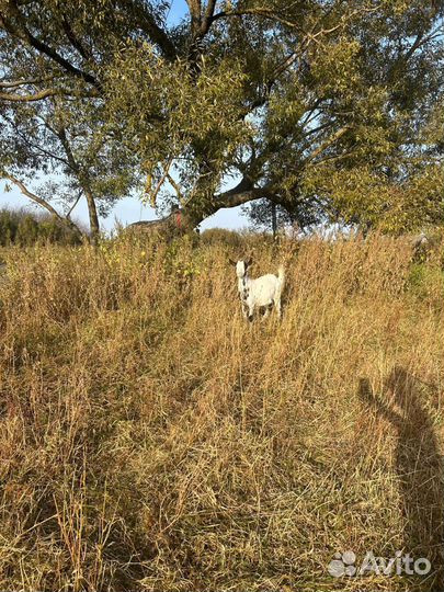 Козел и козочка