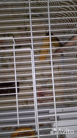 Кенор и канорейка с клеткой