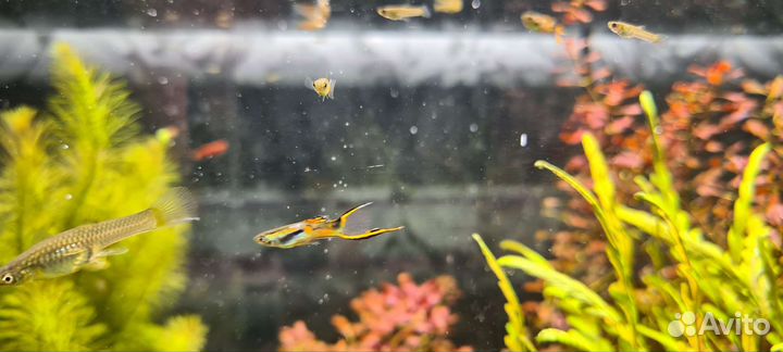 Гуппи эндлера венесуэла