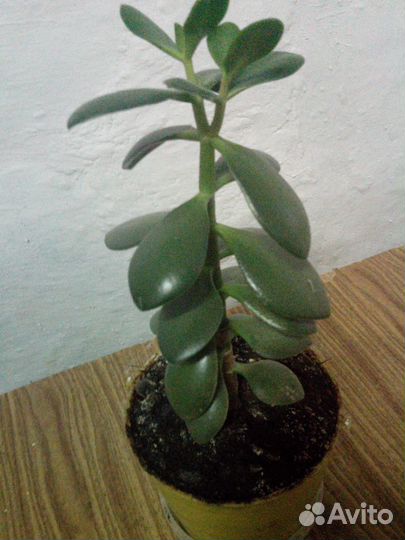 Денежное дерево высота 28 см