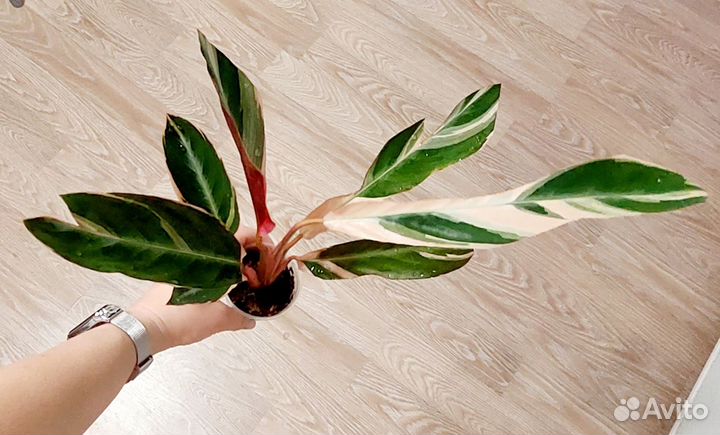 Строманта триостар