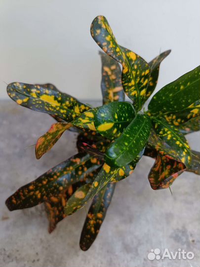 Много разных сортов кротонов