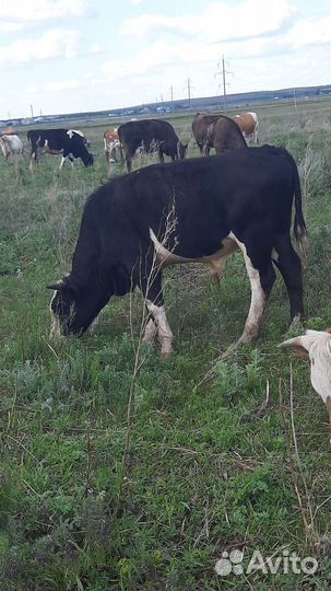 Быки на мясо