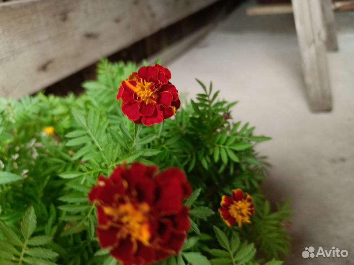 Рассада цветов бархатцы