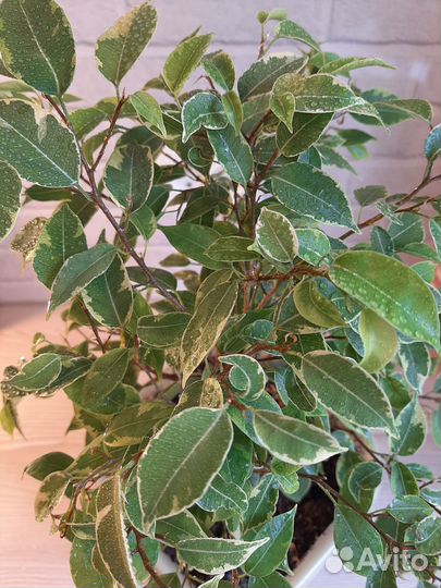 Фикус Кинки 30 см (7)