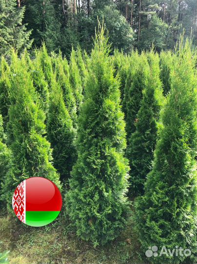 Туя Колумна,Смарагд