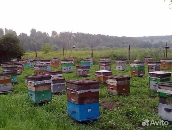 Мёд 24 года натуральный опт