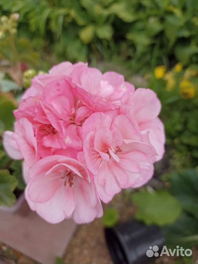 Пеларгония герань