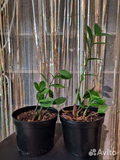 Замиокулькас