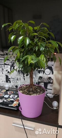 Фикус бенджамина