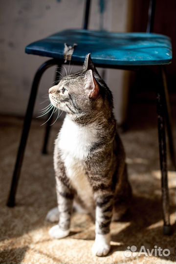 Барсик,молодой котик