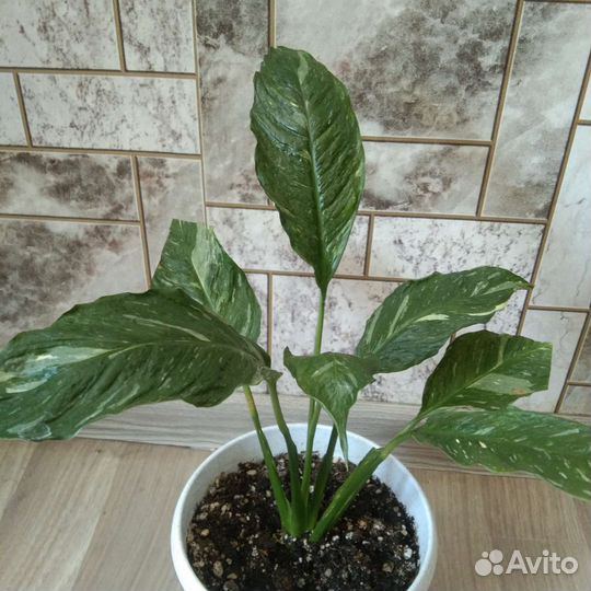 Спатифиллум gemini