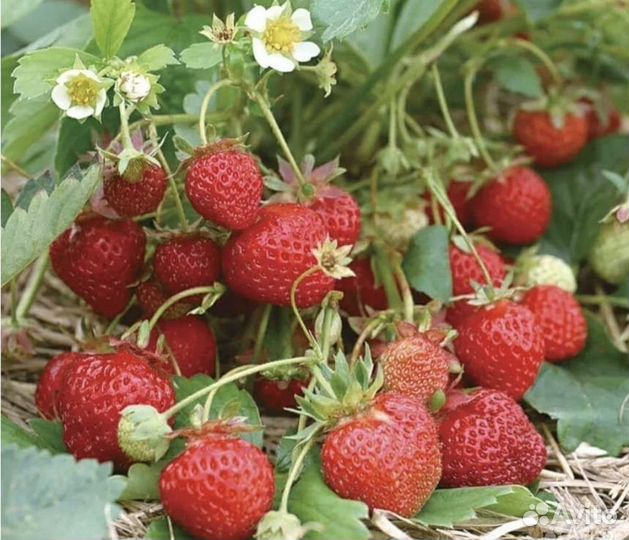 Рассада клубника Машенька, фестивальная Елизавета